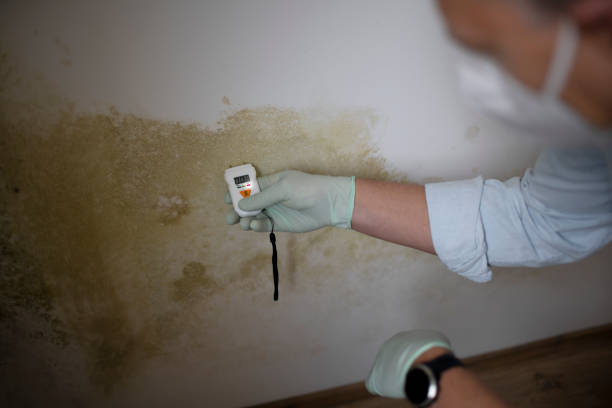 Best Mold Damage Repair  in Oberlin, LA