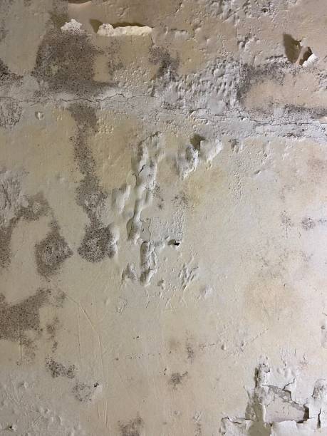 Best Home Mold Removal  in Oberlin, LA