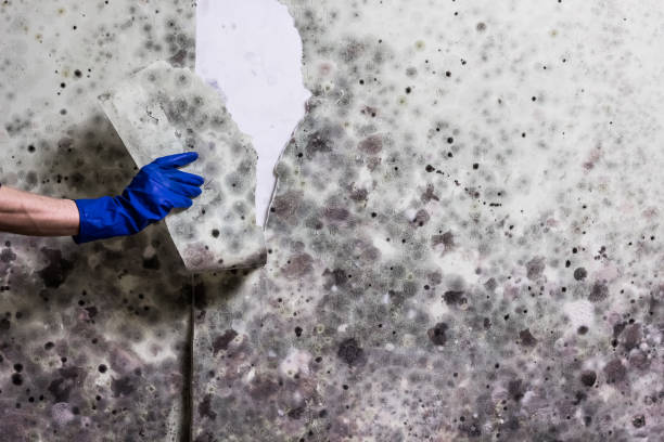Best Mold Removal Process  in Oberlin, LA