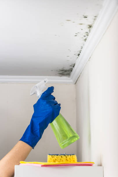 Best Mold Remediation  in Oberlin, LA