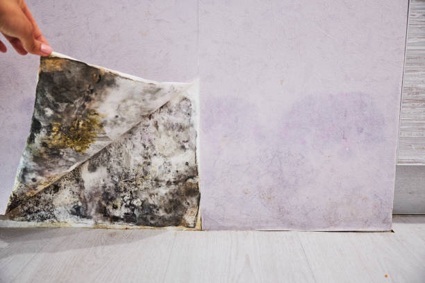 Mold Testing and Removal in Oberlin, LA